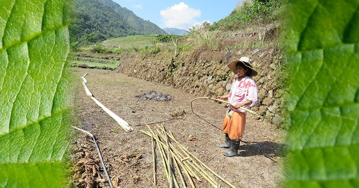 Inputs for the Next Forum of the SCF on “Finance for Nature-Based Solutions”